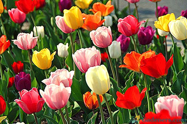 Badamy odmiany tulipanów na zdjęciu z imionami