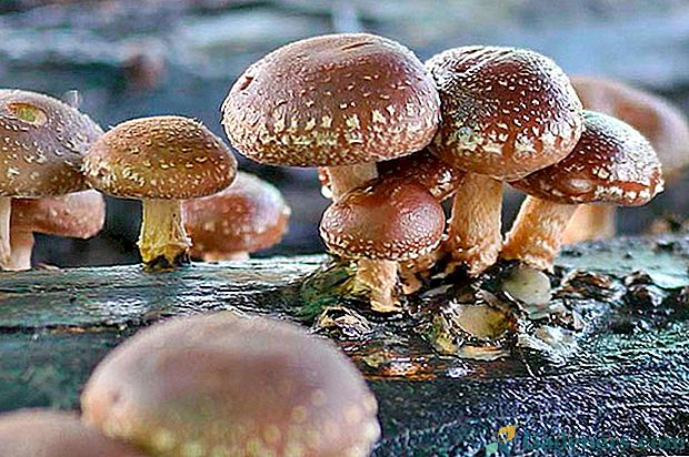 Родзинка східної кухні - гриби шиітаке