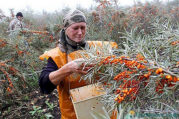 Ako rýchlo a efektívne zhromažďovať rakytník: múdre poradenstvo znalcom oranžových bobúľ
