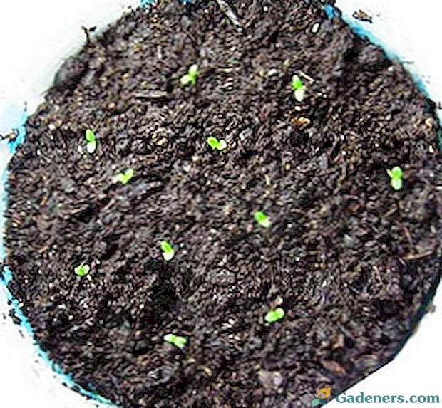 Ako rýchlo klíčiť semená mrkvy