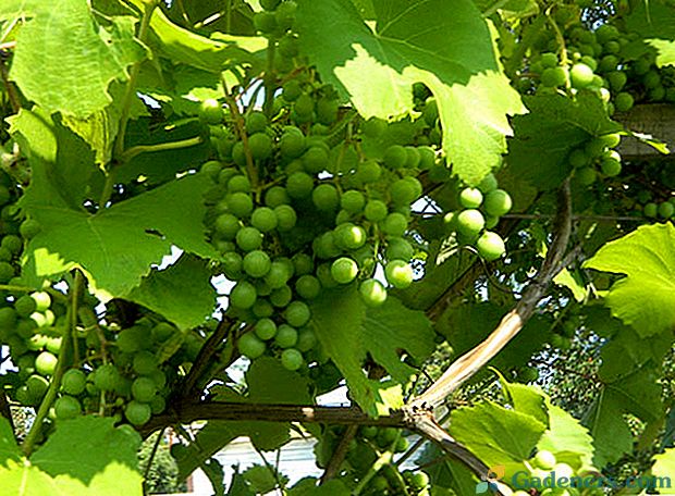 Kaip elgtis su miltligės dėl vynuogių