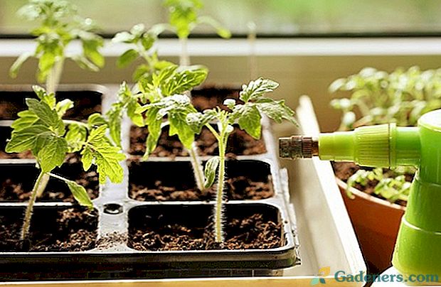 Kaip dažnai vanduo pomidorų sodinukus ant palangės skirtinguose auginimo etapuose