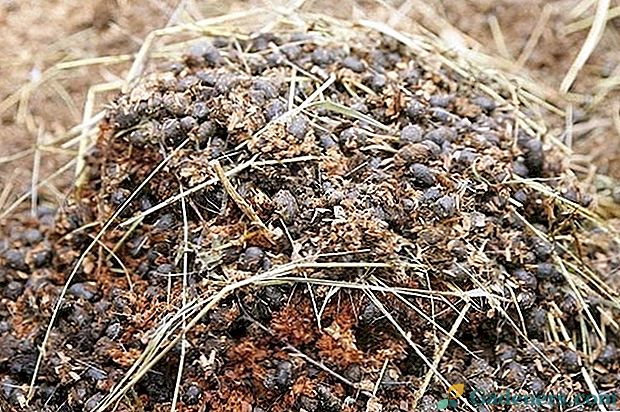 Kako koristiti zrno gnoj za različite usjeve