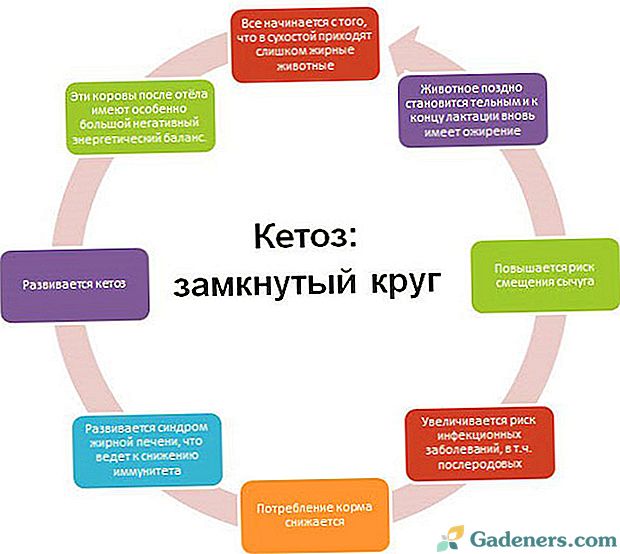 Кетоз. Кетоз коров схема. Кетоз крупного рогатого скота этиология. Механизм развития кетоза у коров. Факторы возникновения кетоза коров.