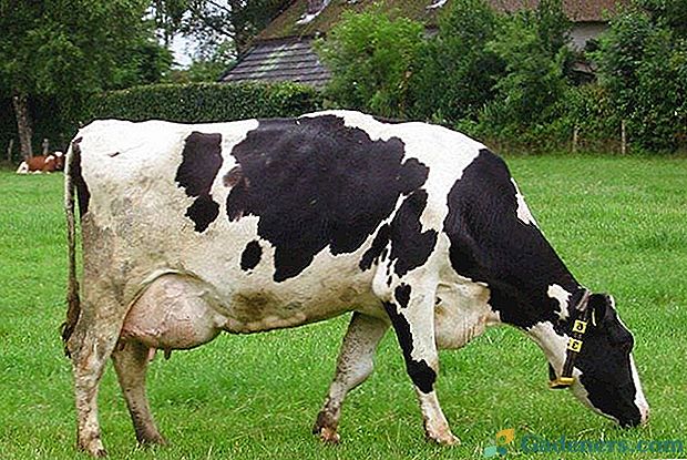 Kako zdraviti kravo, če se odkrije mastitis?