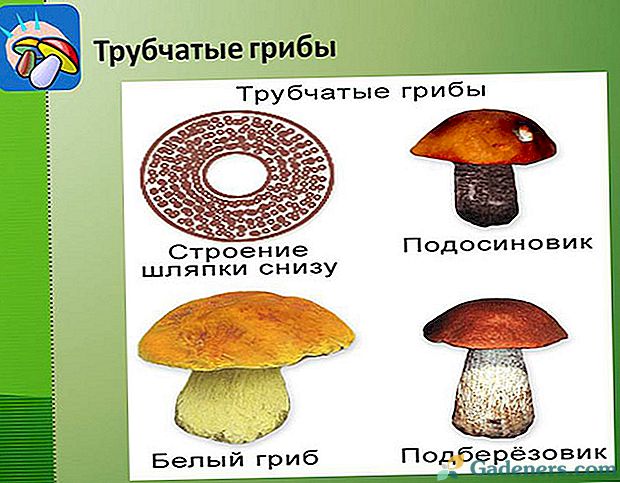 Як навчитися розпізнавати трубчасті гриби