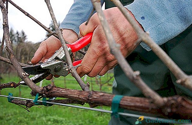 Jak przycinać winogrona: cechy i czas przycinania