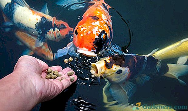 Kako odlučiti o izboru hrane za akvarije i ribnjake?