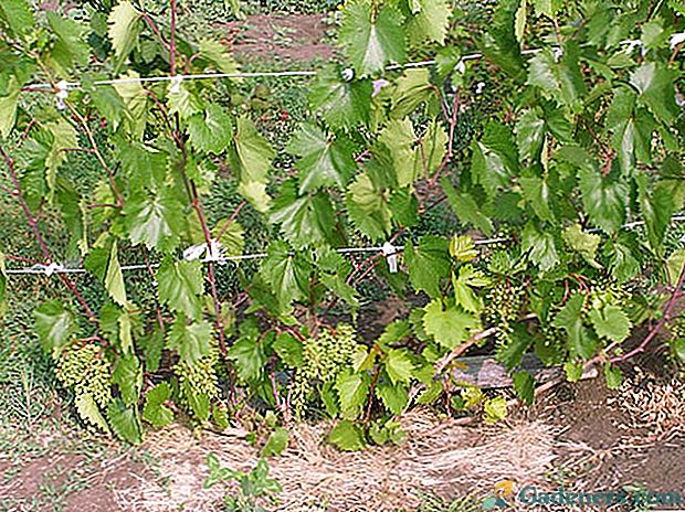 Як здійснювати річний догляд за виноградом, щоб отримати хороший урожай?