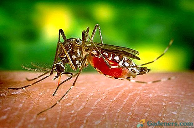 Kako odbiti komarje in zdraviti ugrize žuželk