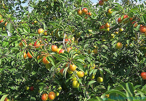 Kaip auginti ir rūpintis vyšnių slyva Centrinėje Rusijoje