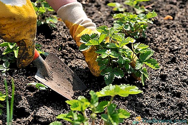 Jak sadzić truskawki wiosną