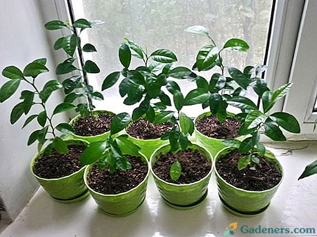 Ako pestovať mandarínok: výber, príprava a výsev semien