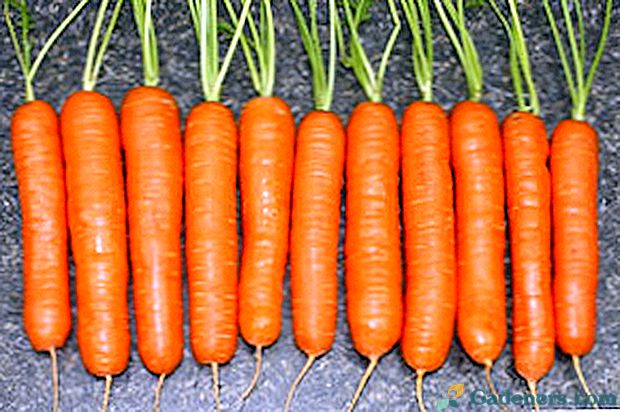 Kaip auginti morkas, kad ji greitai pakilo