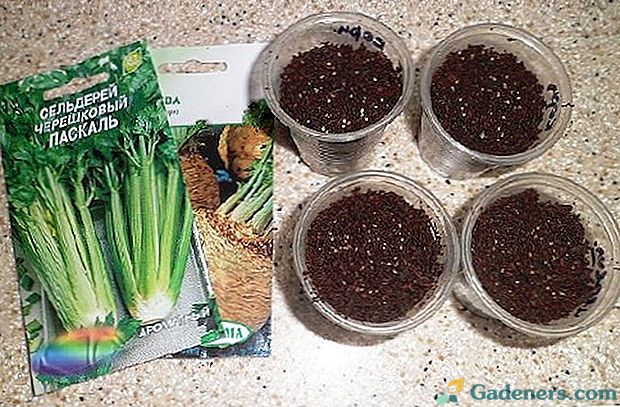 Kaip auginti salierą: augalų sodinukų savybes
