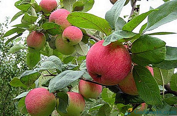 Jak vysadit jabloň bez chyb