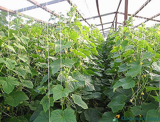 Как да направим щипка краставици в открито поле и оранжерия