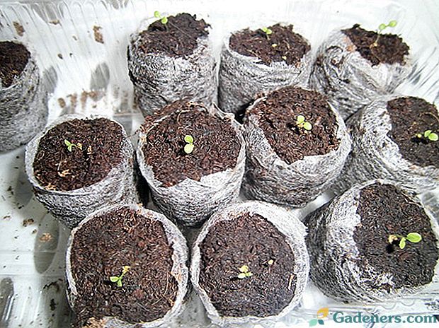 Kako pravilno in ko seme semena petunije v šotnih tabletah?