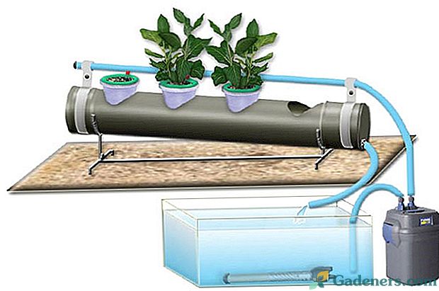 Jak stosować hydroponikę do uprawy warzyw i kwiatów?