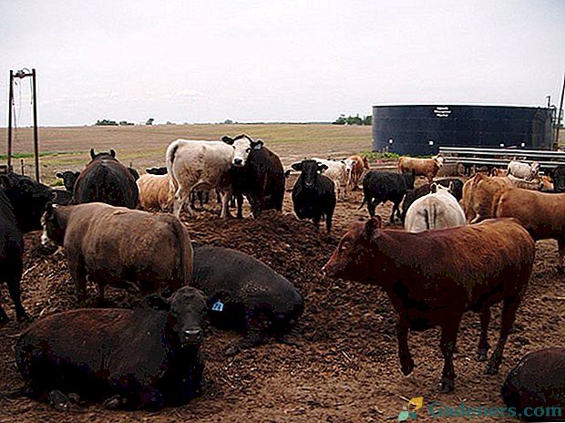 Како користити говеђе одеће за ђубрење земљишта