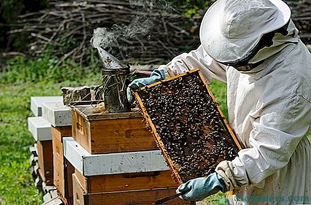 Jak zorganizować pszczelarstwo dla początkujących