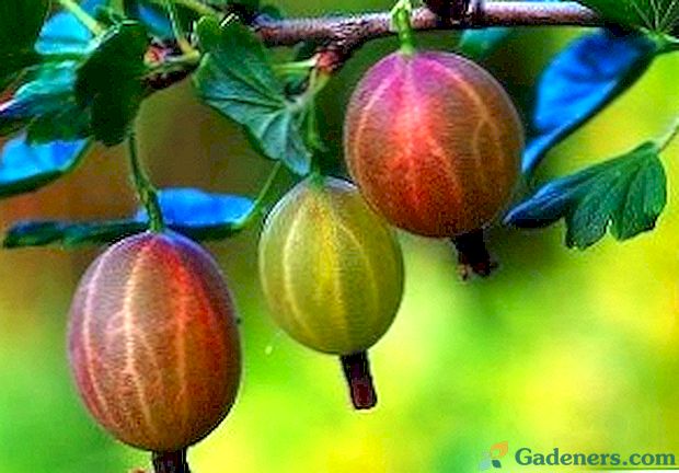 Как да се трансплантация на цариградско грозде - съвети градинар