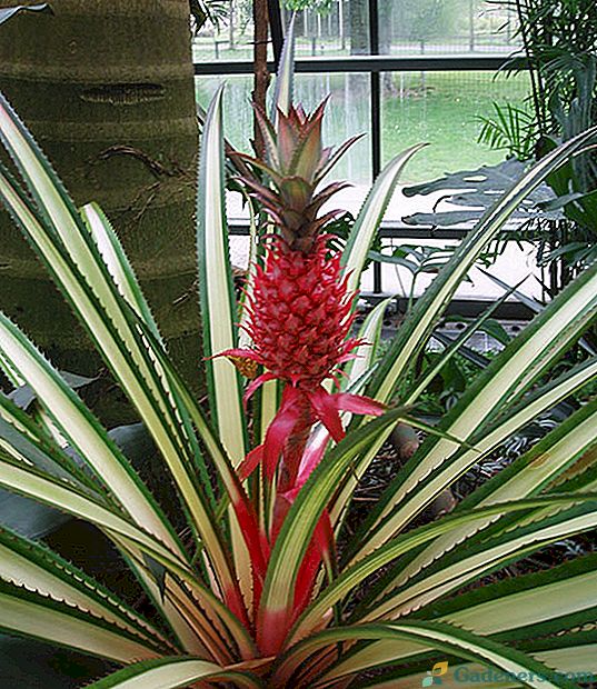 Jak posadzić ananasa, aby wyhodować piękną roślinę