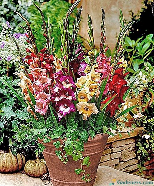 Jak sadzić i pielęgnować gladioli w doniczkach