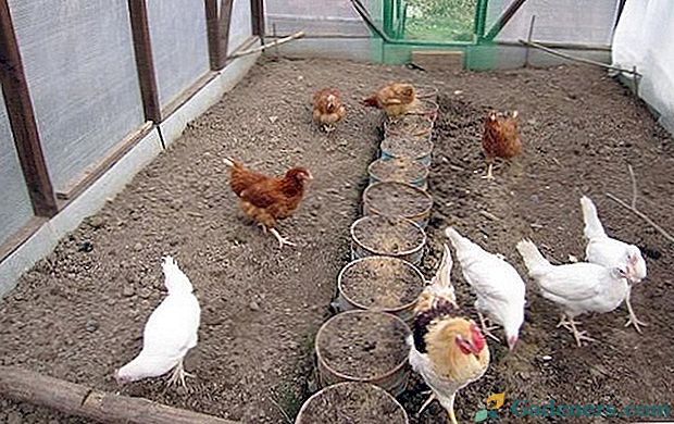 Jak správně aplikovat a chovat kuřecí trus?