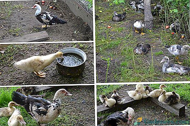 Kako pravilno održavati i hraniti patke kod kuće