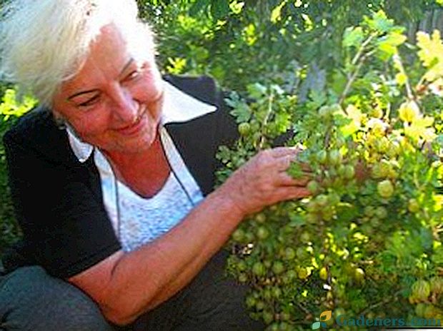 Як правильно доглядати за агрусом