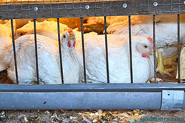 Как да отглеждате бройлери в клетки или какви условия трябва да създадат пилета