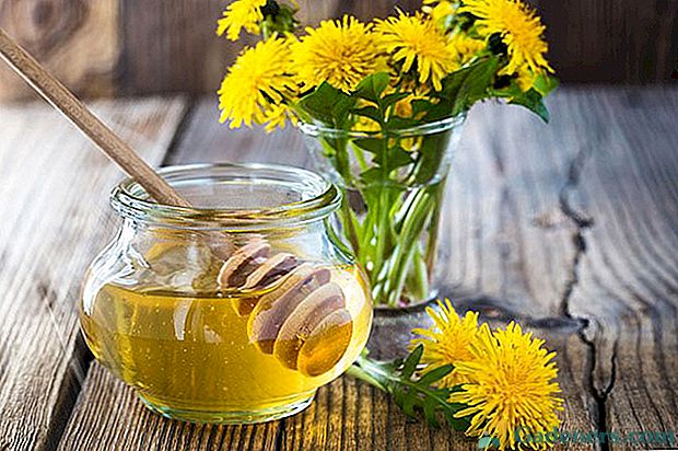 Како направити мед из соцветства од маслаца?