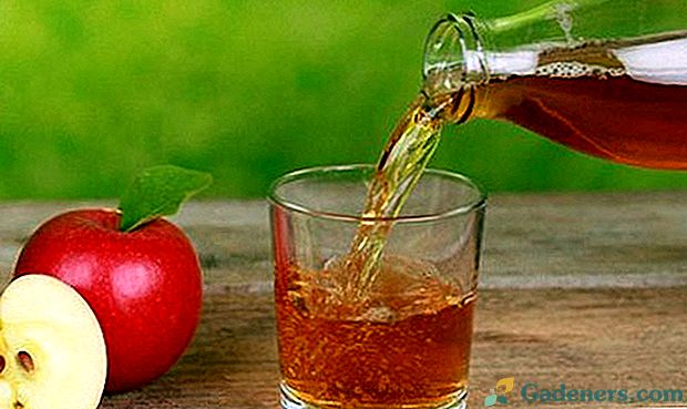 Kaip pavalgyti obuolių vyną namuose?