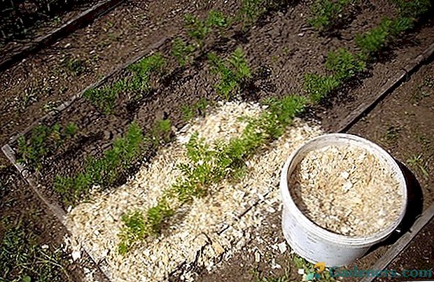 Ako používať piliny na oplodnenie mrkvy?