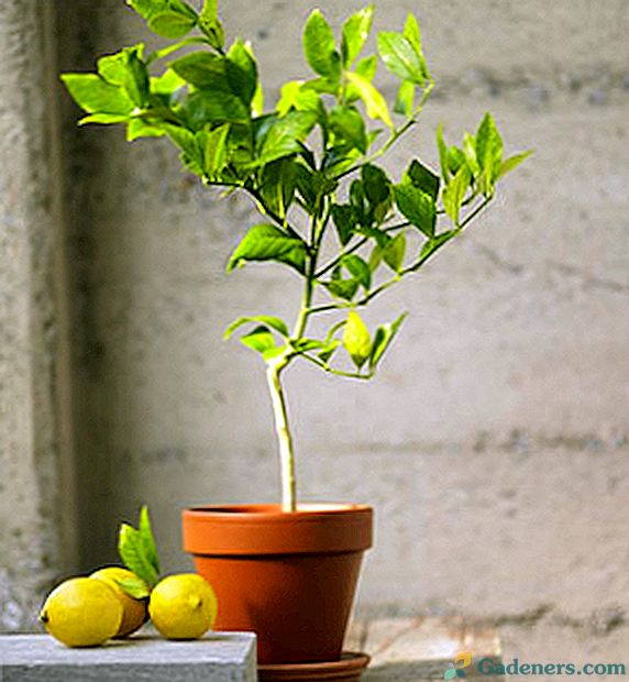 Kaip sodinti citrina namuose: vaizdo įrašas ir rekomendacijos