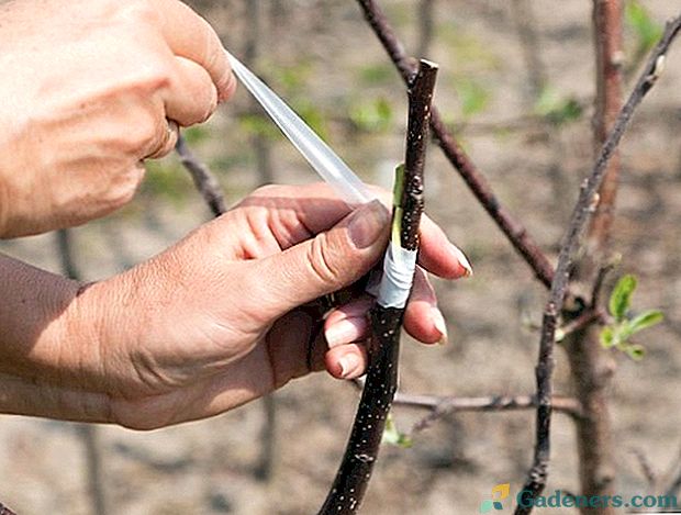 Kaip pavasarį auginti obelą: terminai ir metodai