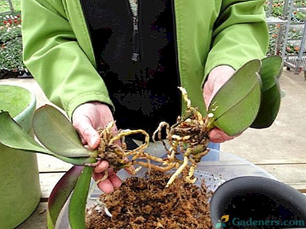 Ako sadiť orchidey: pojmy a metódy