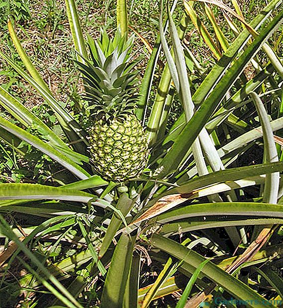 Kot ananas raste na nasadi, v rastlinjaku in v stanovanju