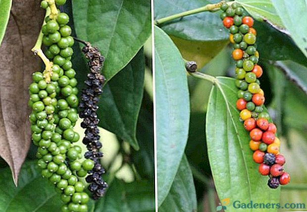 Как расте растежът на черния пипер: описание на растението и неговата култивация