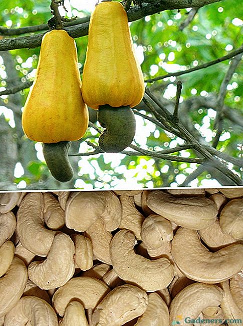 Kā audzēt indes vai unikālus augļus - rieksti uz ābola
