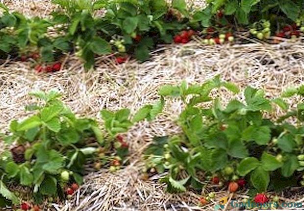 Как ягодите възпроизвеждат в лятната си вила
