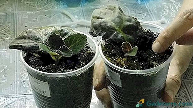 Як розмножити глоксинію листом?