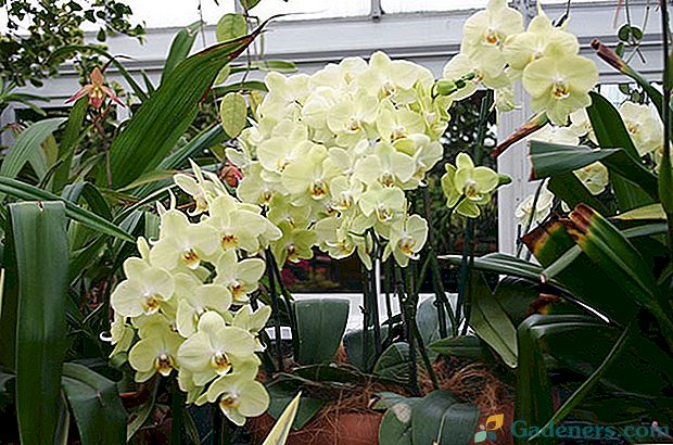 Kako razširiti orhidejo doma