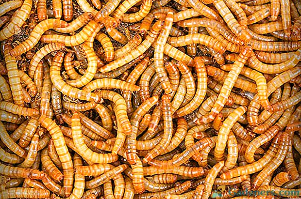 Як розводити і вирощувати борошняних черв'яків для курей
