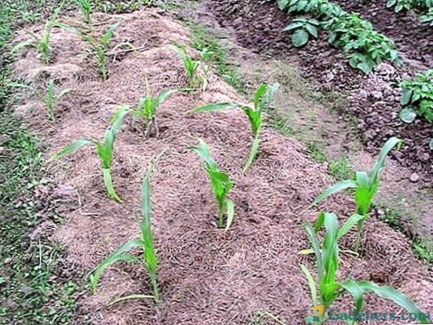 В каком месяце сажают кукурузу
