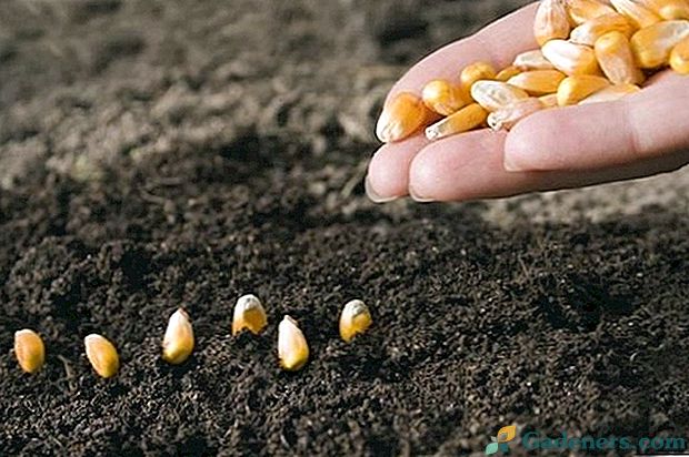 Kaip sodinti kukurūzus: sodinimo metodus