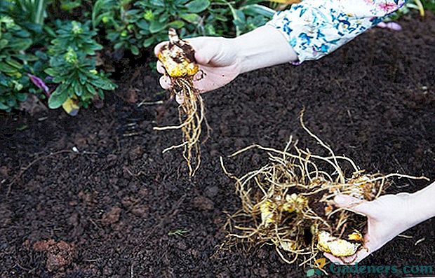 Ako sadiť ľalie: sme určení s hĺbkou a plán výsadby žiaroviek