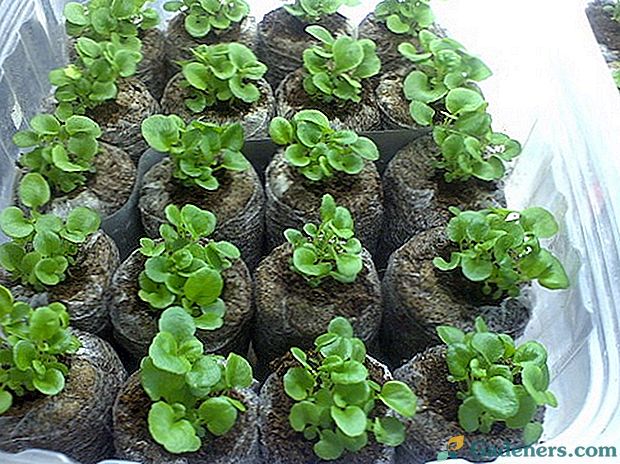Ako pestovať sadenice petúnie v rašelinových tabletách?