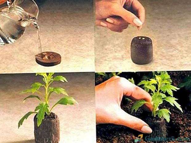 Как да засаждате семена в торфените таблетки и за какво са добри